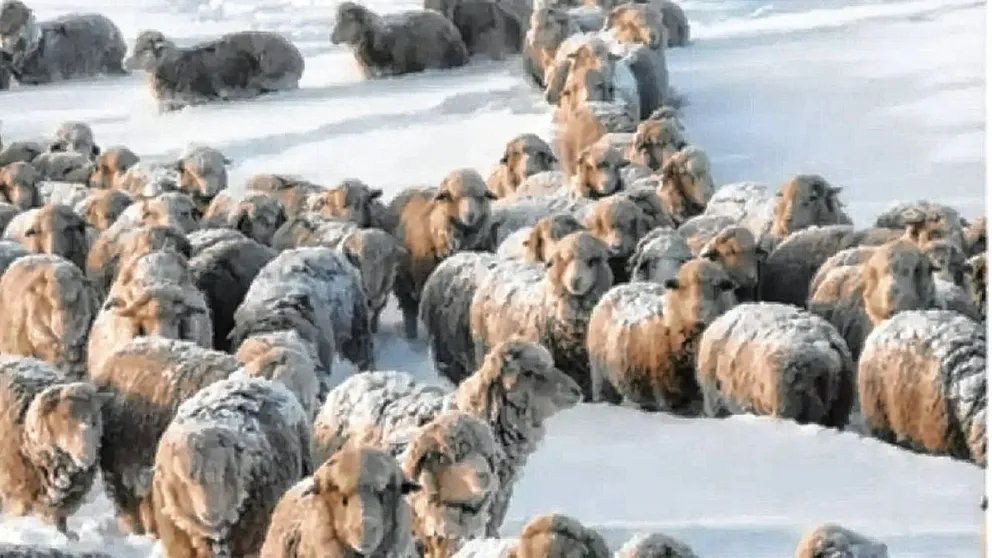 Alerta en la Patagonia por la disolución del Fondo Ovino en medio de la grave crisis climática