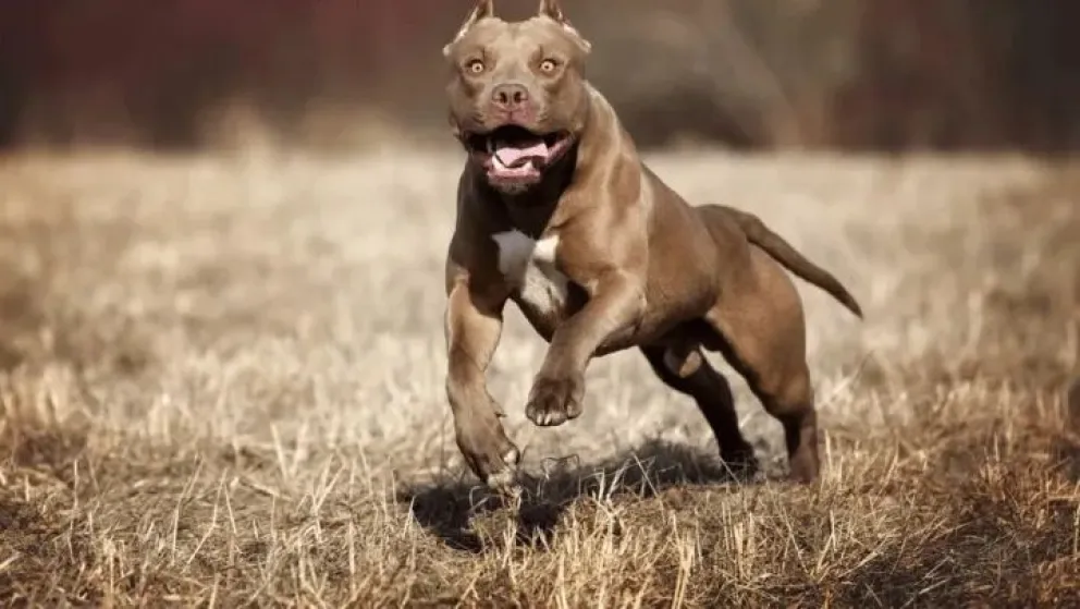 ¡Fallo ejemplar! Fornido pitbull mató a una nena y su dueño fue condenado a ocho años de prisión