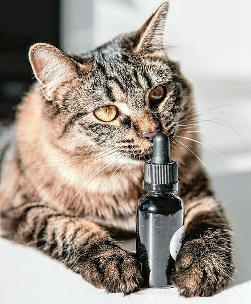 El uso del cannabis medicinal en veterinaria: una alternativa  natural y menos agresiva para nuestras mascotas