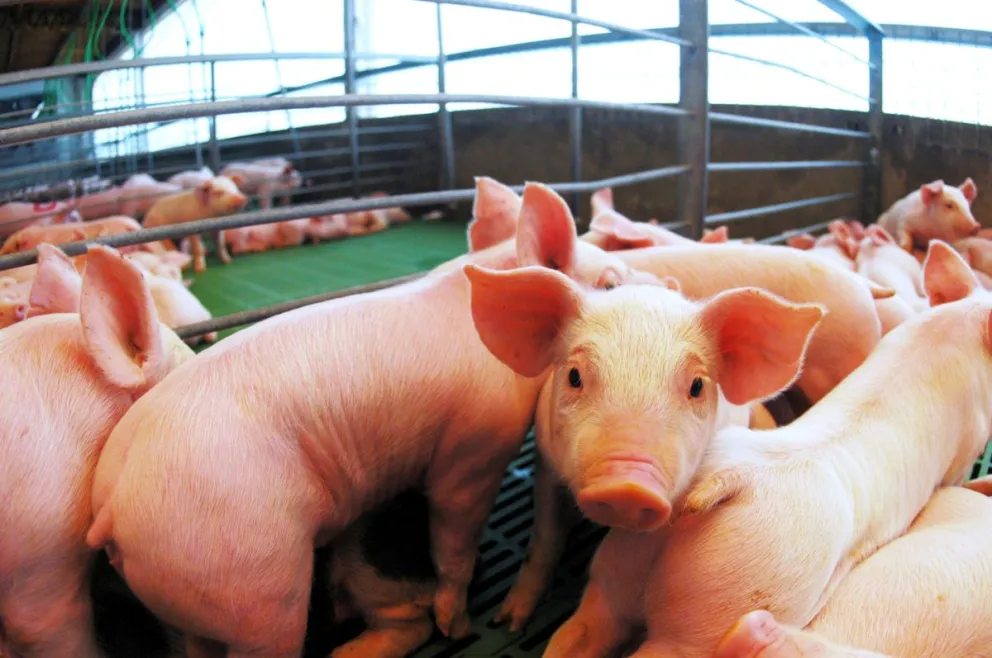 El Gobierno elimina derechos de exportación en productos agroindustriales
