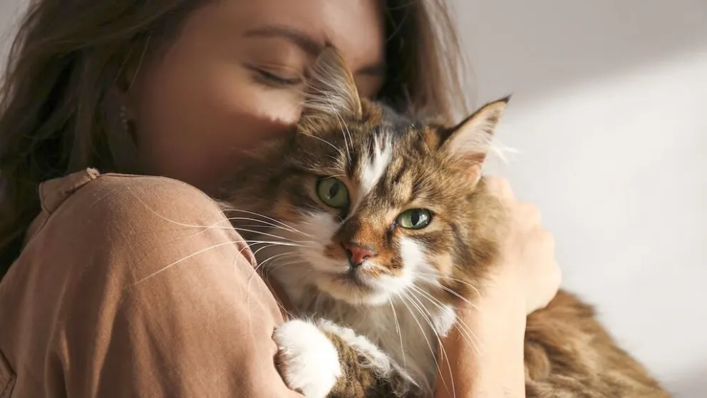 8 de agosto: Día Internacional del Gato