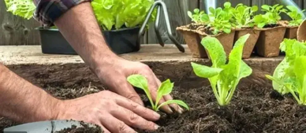 Con una mirada integral, avanza el proyecto Huertas para la Soberanía Alimentaria