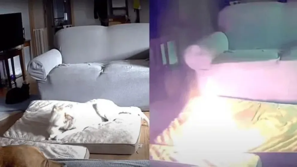 Estados Unidos: Un perro mordió una batería de litio y provocó un incendio en una casa