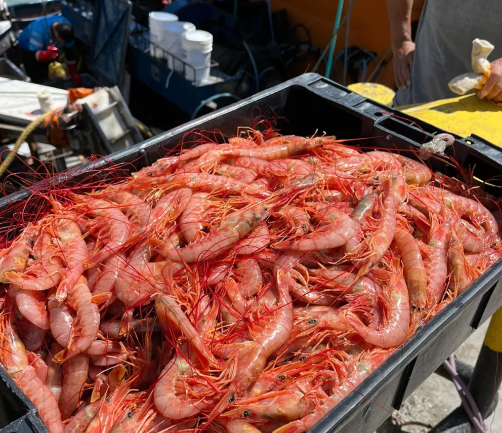Plantas de Comodoro piden cuota de langostino del Golfo San Jorge