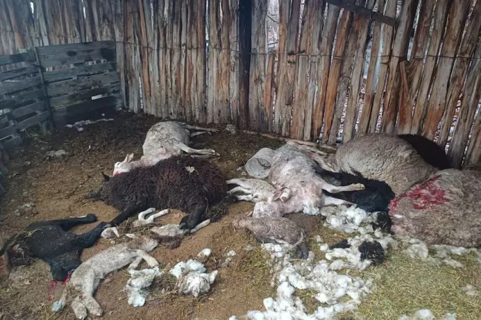 Dolor de un conocido vecino sarmientino  por la terrible matanza de sus ovejas 