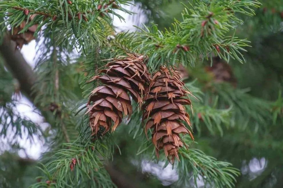 Becaria del Gobierno del Chubut defendió tesis doctoral sobre sensibilidad de especies arbóreas al cambio climático