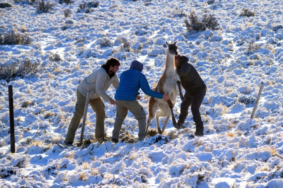 BARRERAS MORTALES: Los alambrados en Patagonia y su impacto sobre los guanacos