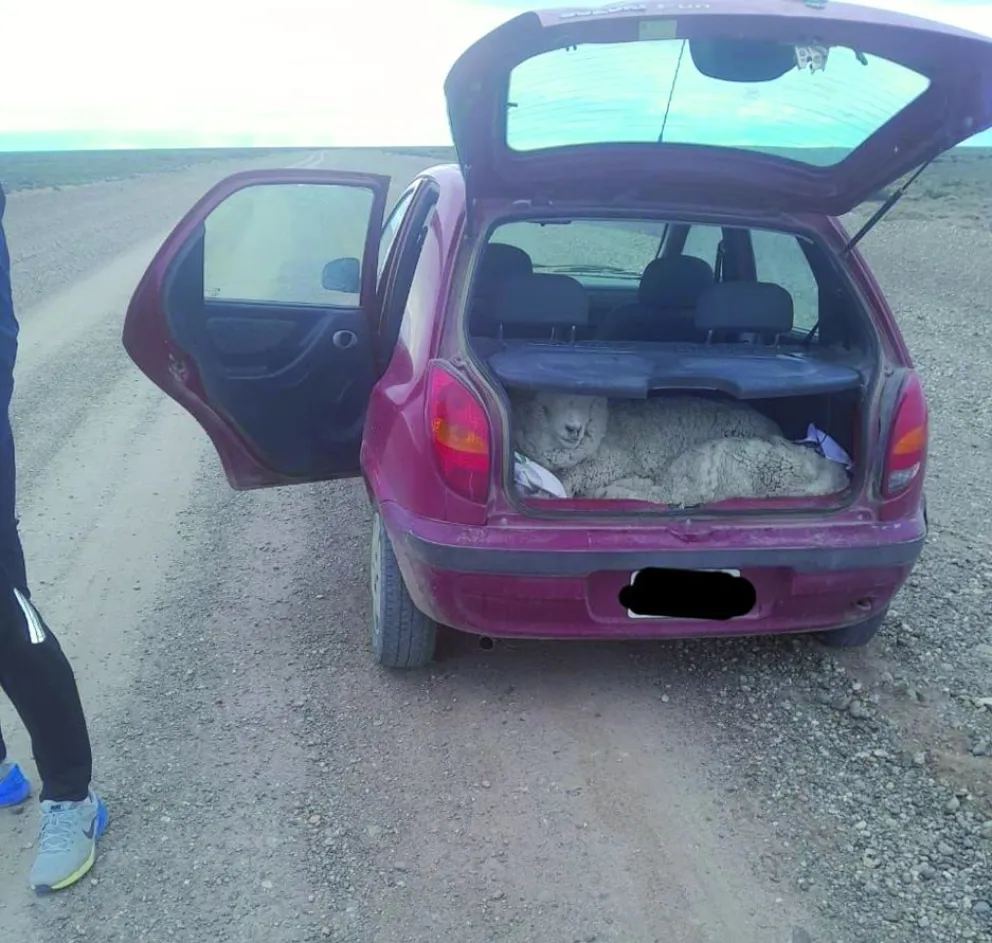 Detuvieron a dos sujetos que transportaban en el baúl del auto dos ovejas vivas atadas