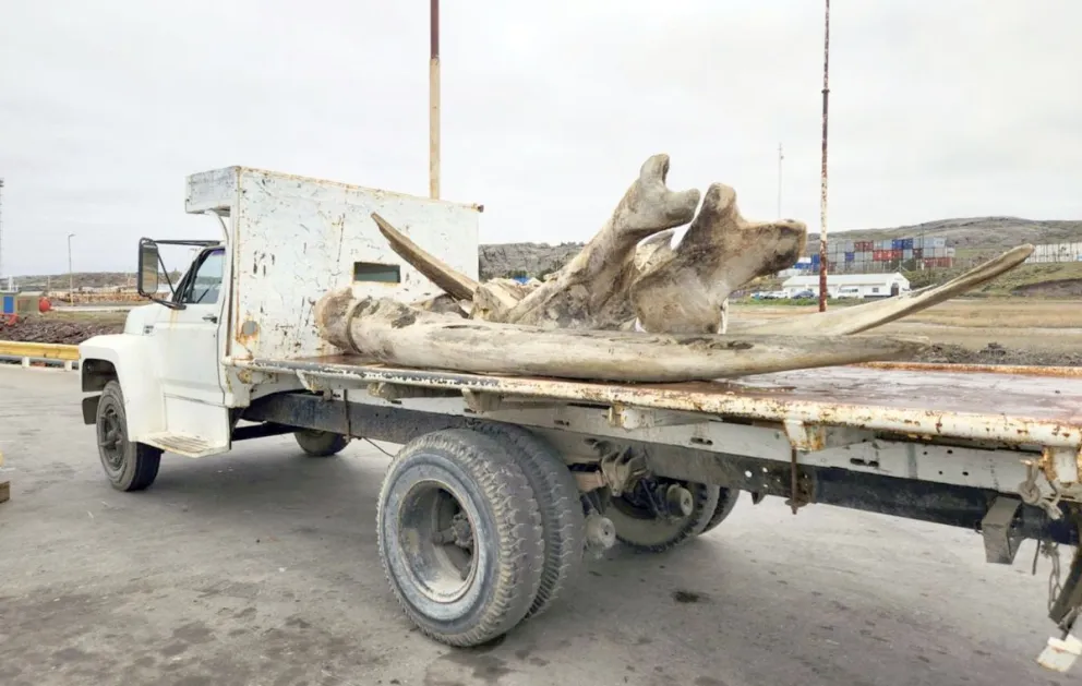 Un barco langostinero “pescó” los restos de una ballena enana y los trajo a puerto