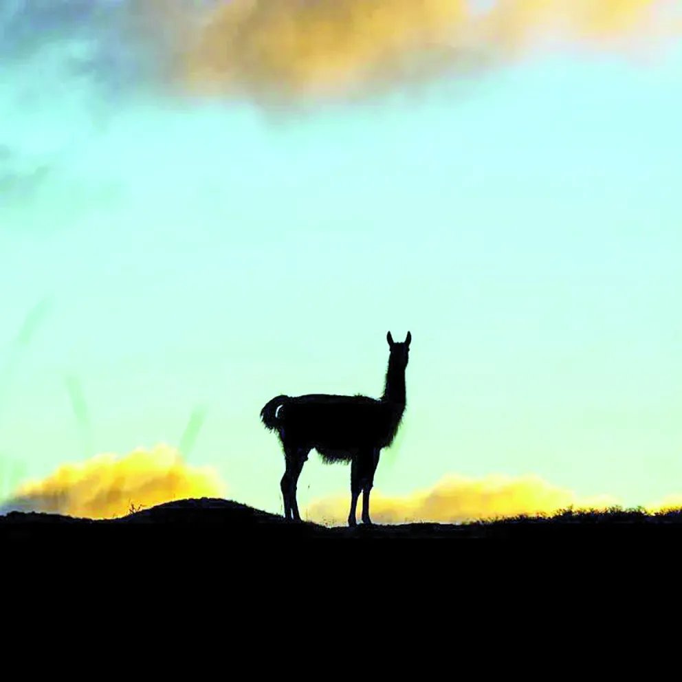 Primera celebración del Día Internacional del Guanaco