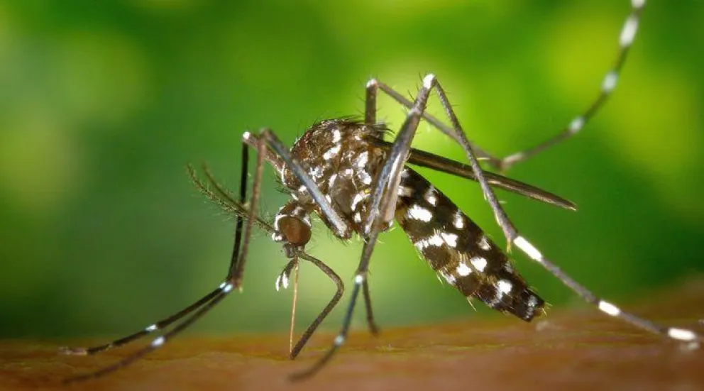 Descubren una mutación genética en mosquitos transmisores del dengue involucrada en la resistencia a insecticidas