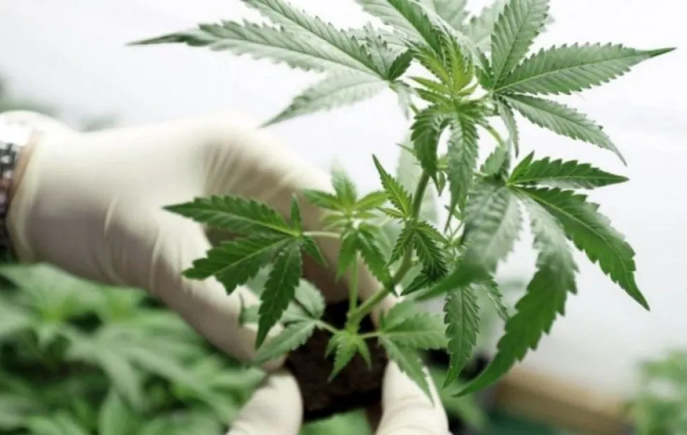 Dos detenidos en Mar Chiquita tras secuestro de marihuana valuada en millones