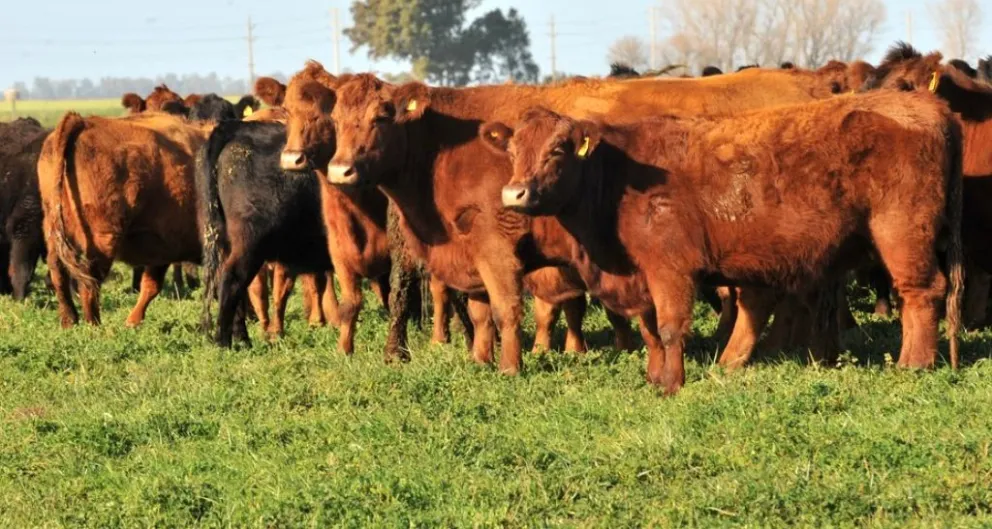 El precio de la carne: ¿cómo viene y que puede pasar en los próximos meses?