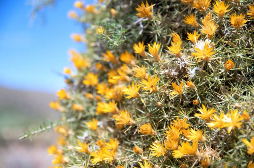 Rada Tilly: Fotografías, flores y paseo de emprendedores