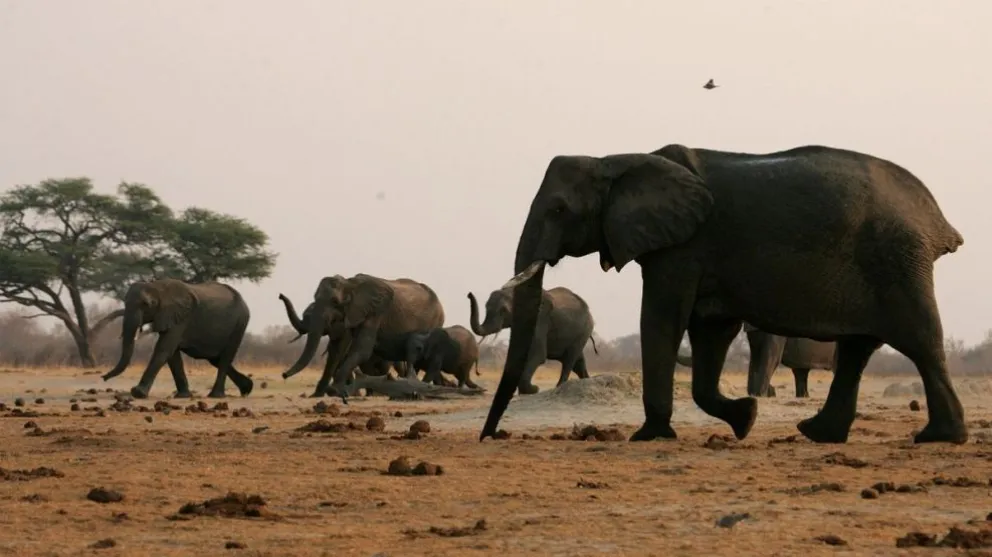 Zimbabue sacrificará 200 elefantes en la reserva natural de Hwange para enfrentar la escasez de alimentos