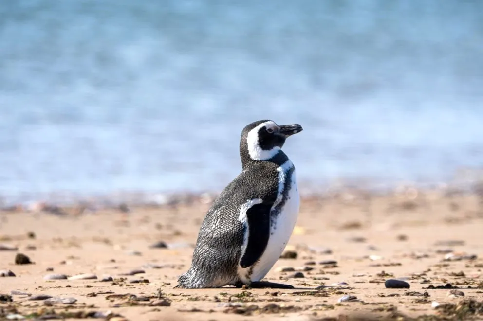 Cámaras con transmisión en vivo muestran la llegada de los pingüinos de Magallanes a Patagonia Azul