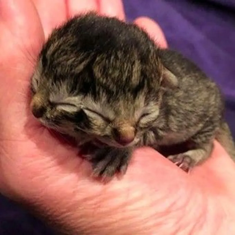 Asombro por una rara malformación genética de un gato “con dos caras”