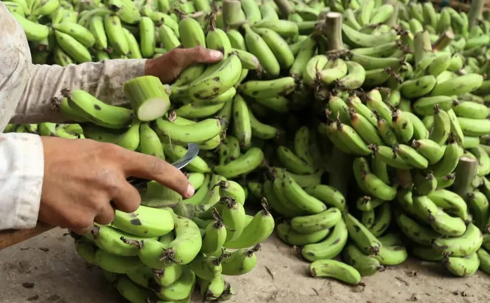Mientras la demanda de banano crece, los trabajadores se enfrentan a los efectos nocivos de los pesticidas en Costa Rica