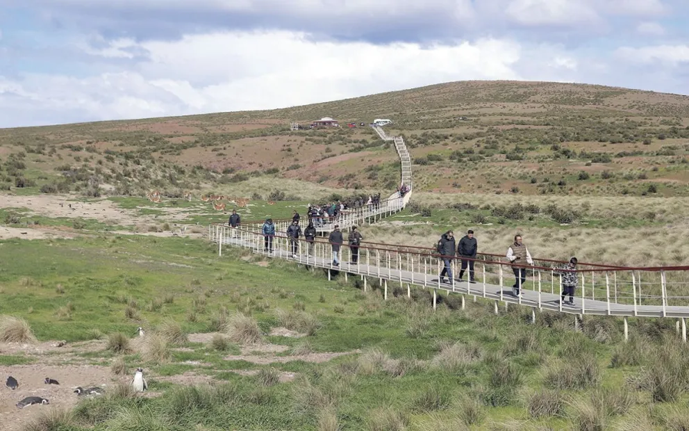 Se asegura la conexión de internet en todas las reservas de pingüinos de Chubut