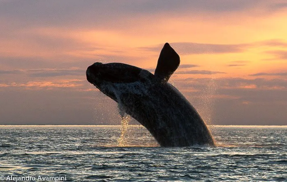 Fiesta de la Ballena: Puerto Pirámides celebra su especie emblemática