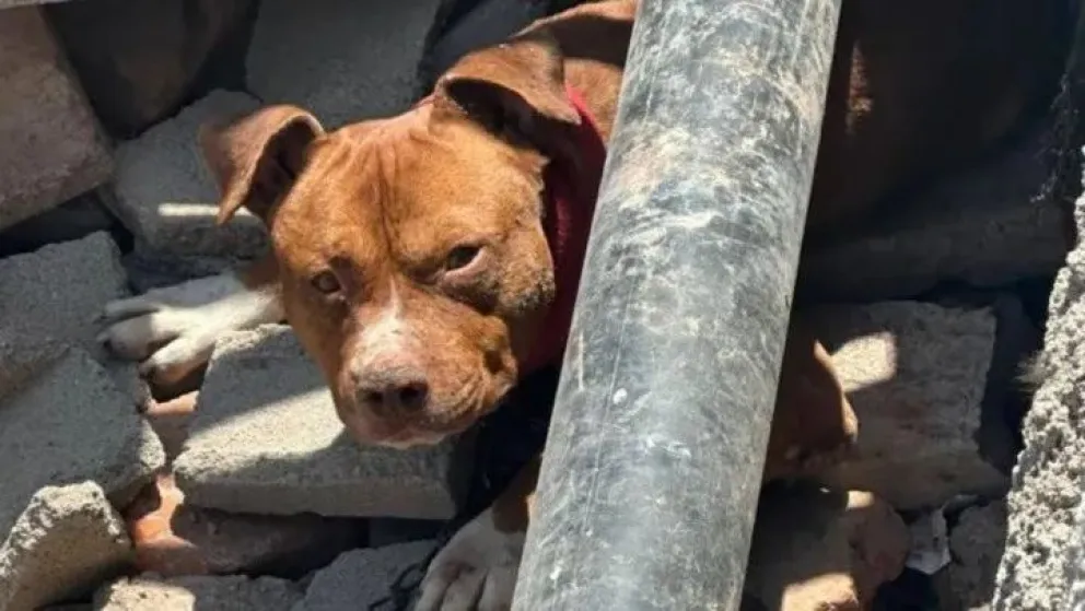 Córdoba: Dos niños están internados tras ser atacados por un pitbull