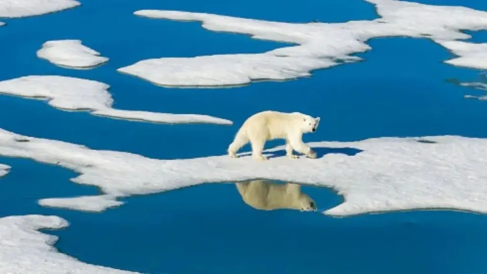 El Ártico tiene cada vez menos hielo a causa del calentamiento global
