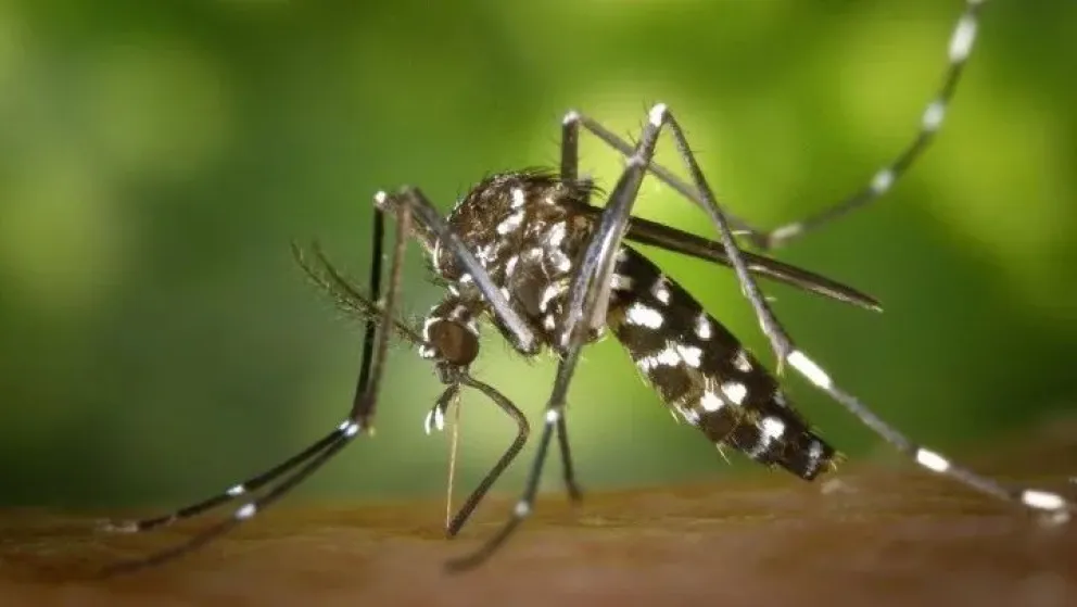 Dengue: ¿Cuáles son las plantas que atraen a los mosquitos y hay que evitar tener en casa?