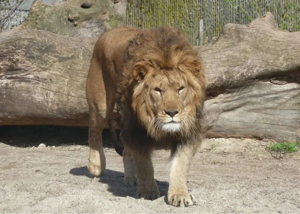 Un león mató a un cuidador en un zoológico de Nigeria
