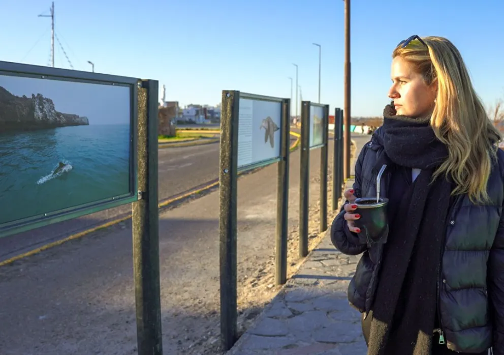 PLAYA UNIÓN: Un viaje visual con nuevos carteles que muestran las bellezas de las especies marinas