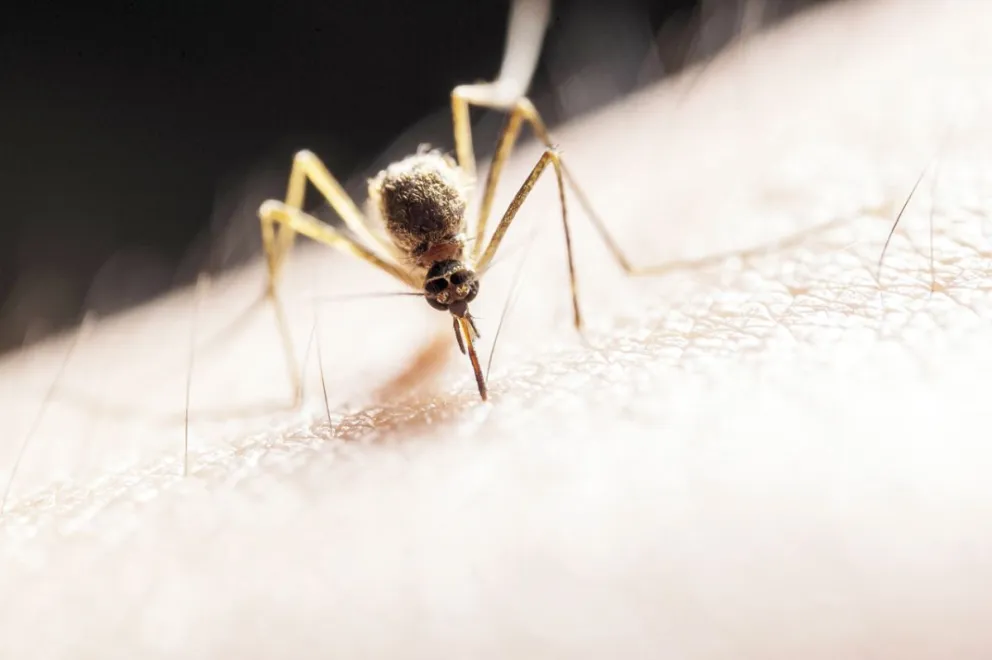 Descubren que el Zika usa el sistema de defensas humano a su favor para avanzar con la infección