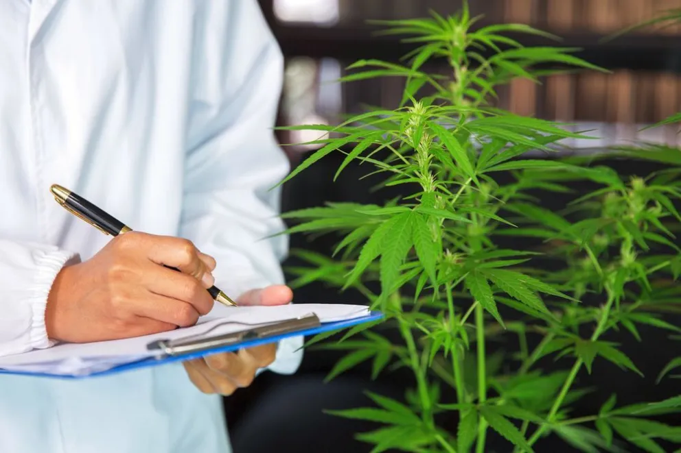 CANNABIS MEDICINAL: Concejales aprobaron la ordenanza que fortalece la investigación y el acceso en Comodoro