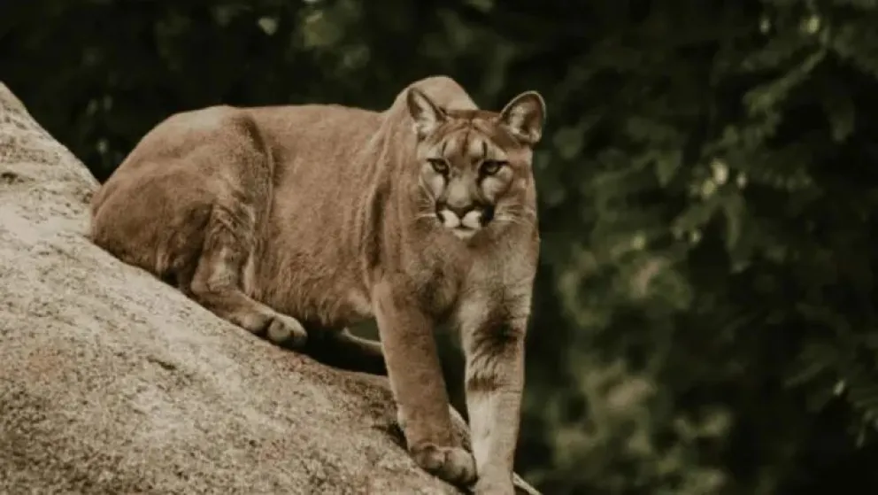 Un nene de 5 años fue brutalmente atacado por un puma mientras paseaba con sus papás en un parque