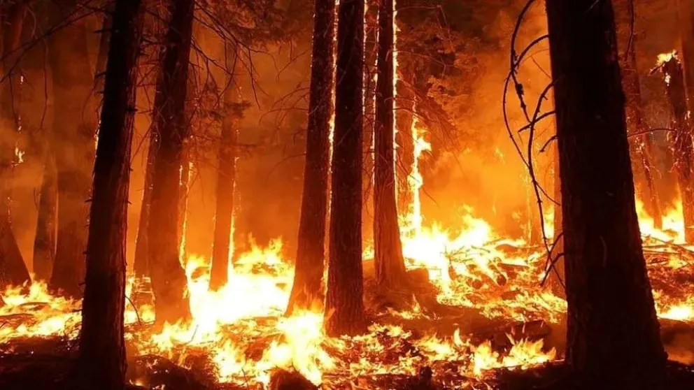 Incendios fuera de control en Córdoba: el fuego avanzó rápidamente en La Calera y se acerca a las casas