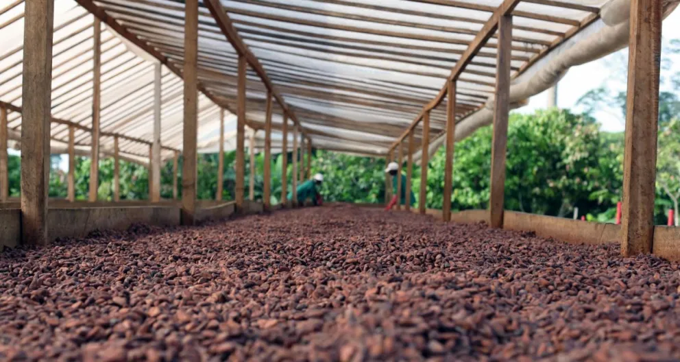 Día Mundial del Chocolate: adelantarse a las demandas del consumidor, la clave para una industria más sustentable