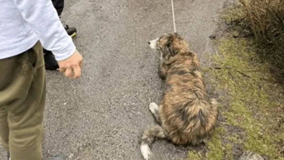 Aberrante: arrastraba a su perro atado al baúl del auto, aseguró que "tenía olor a mojado" y terminó imputado