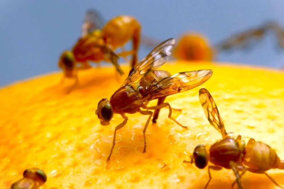 La Patagonia argentina mantiene el estatus de Área Libre de la plaga de la Mosca de los Frutos