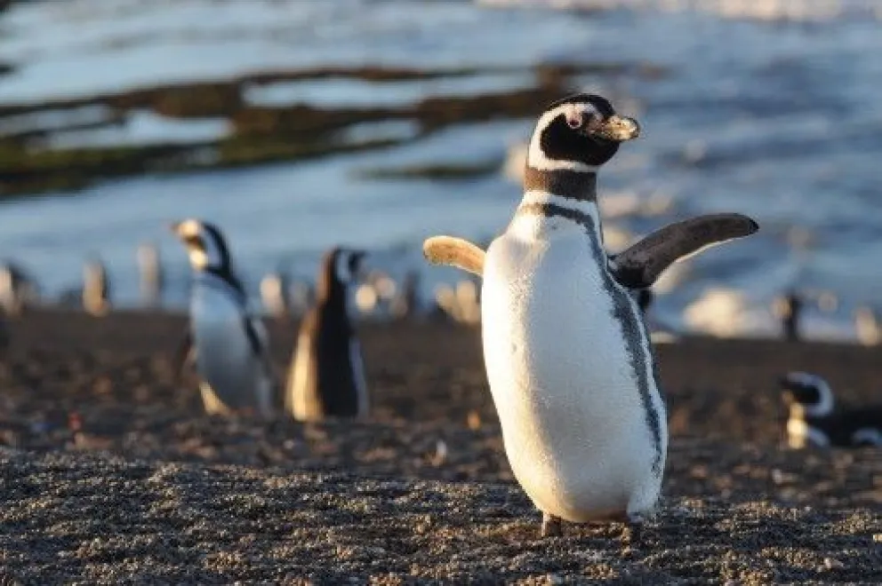 Pingüinos de Punta Tombo serán  vigilados a través de drones