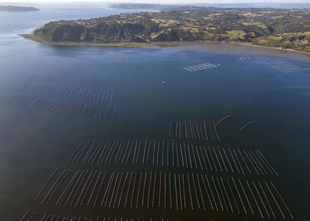 Alarma en Santa Cruz: podrían instalar granjas de salmón en la costa