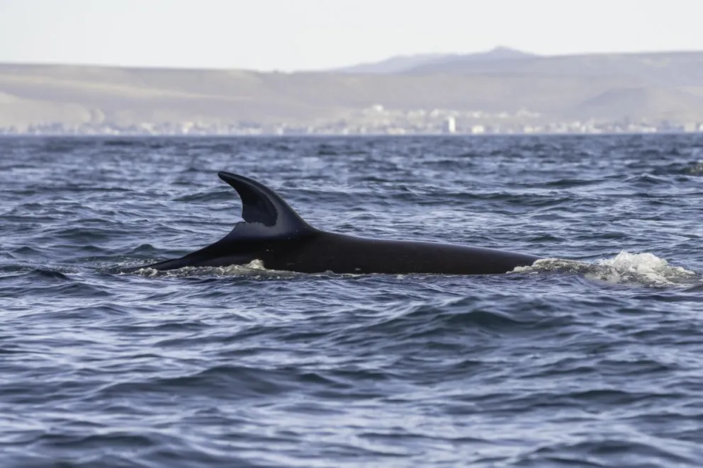 Comodoro Turismo avanza con los avistajes de la ballena Sei
