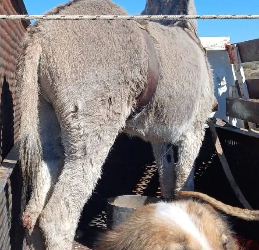 Se labró un acta: insólito hallazgo de un burro sobre una camioneta