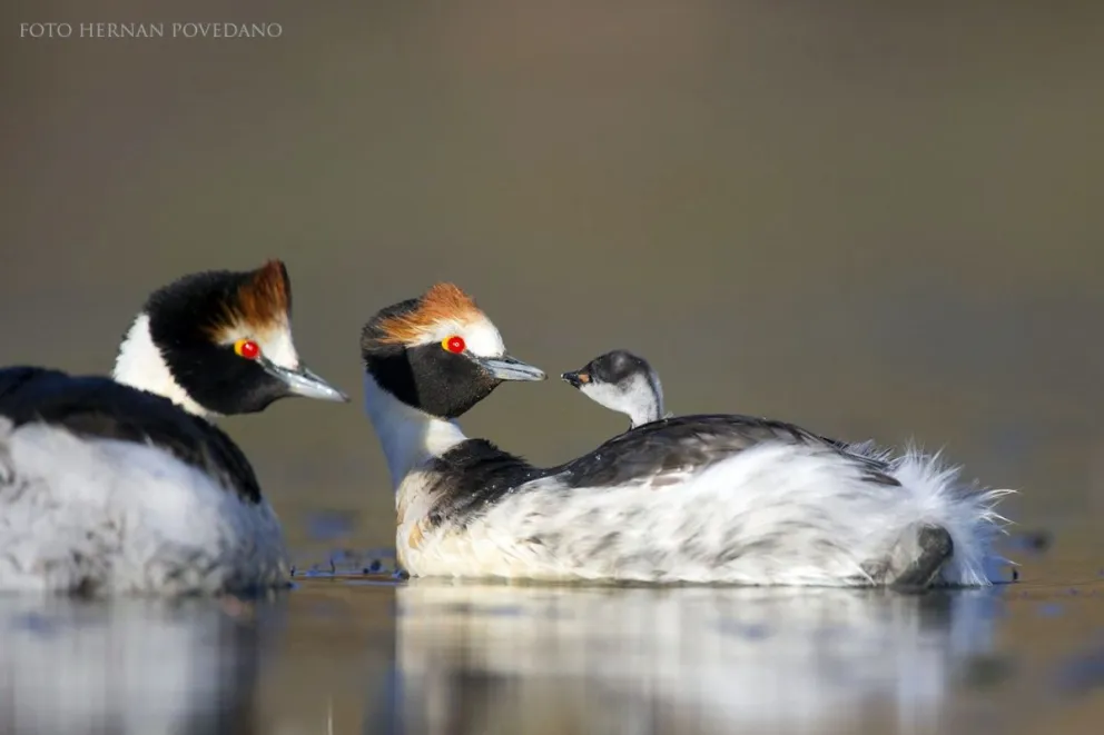 Histórico avistamiento del Macá Tobiano en el Parque Nacional Patagonia, tras más de cinco años de ausencia