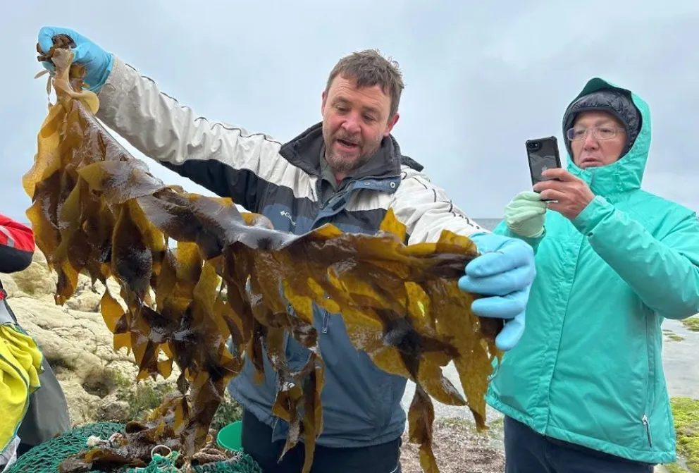 Empresa japonesa regresa a la Patagonia para comercializar wakame con el apoyo del CIDAPAL