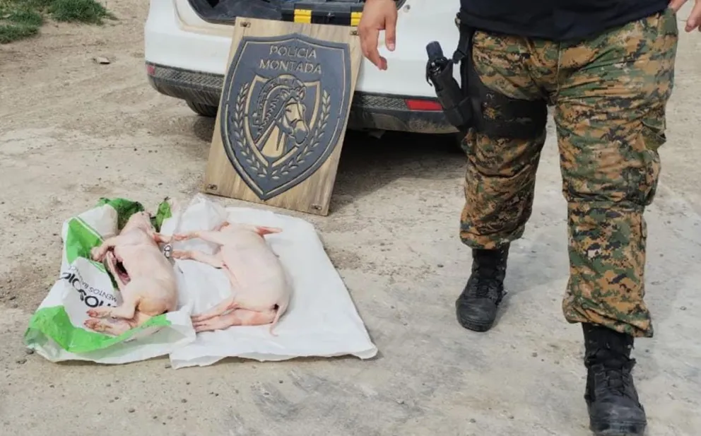 En un control en el cruce de rutas 26 y 39 decomisaron dos lechones faenados