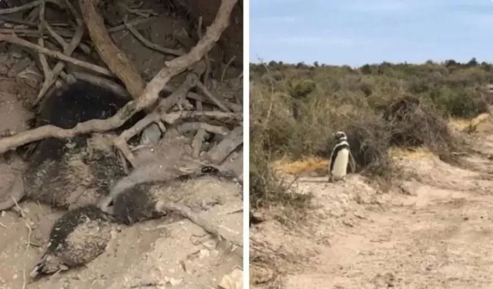 “Matanza de pingüinos”: juicio con más de 50 testigos internacionales