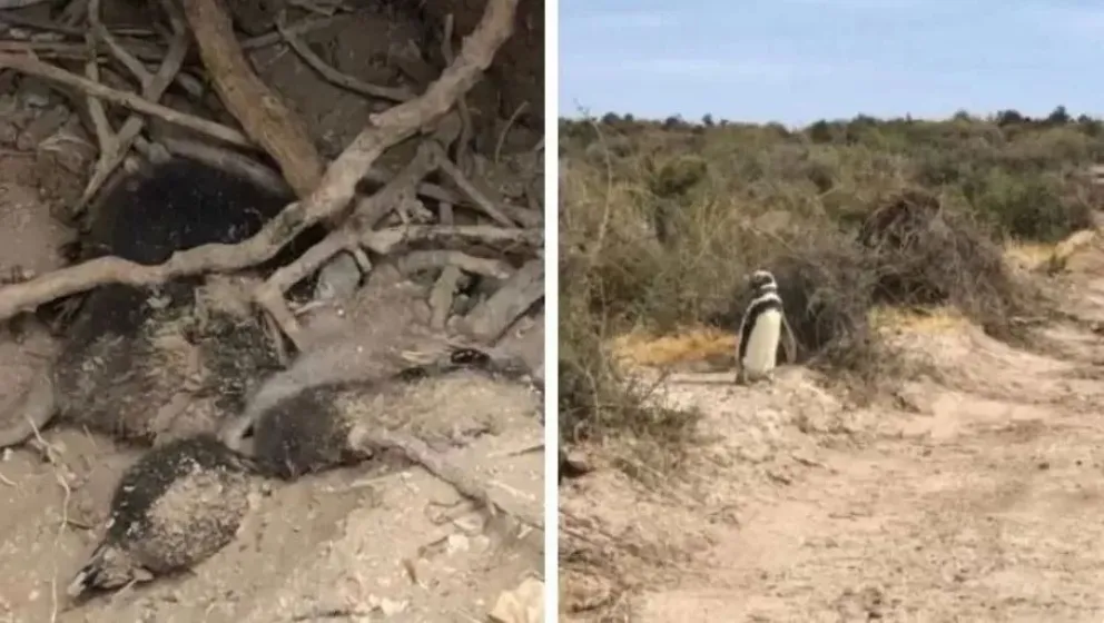 “Matanza de pingüinos”: Juicio con más de 50 testigos internacionales