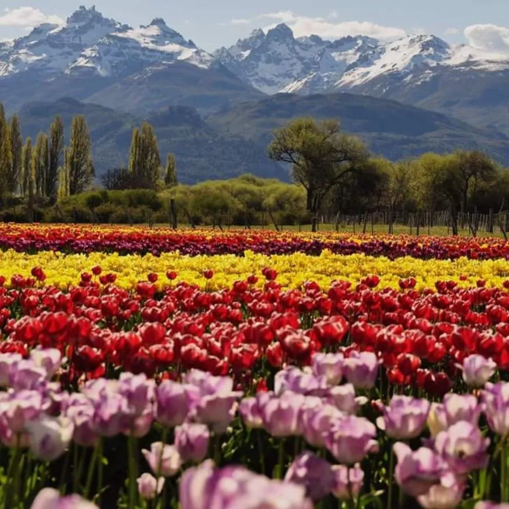 El campo patagónico que se convirtió en éxito turístico mundial por sus millones de tulipanes