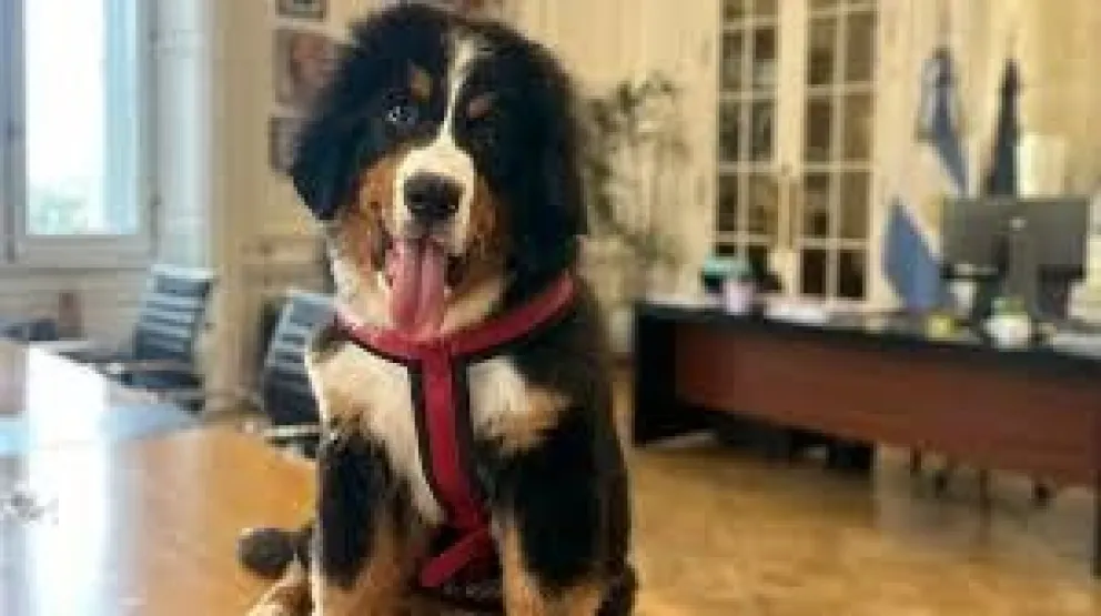 La mascota Thor acompañó al Presidente de la Nación al Foro Económico Mundial y ladró durante su discurso