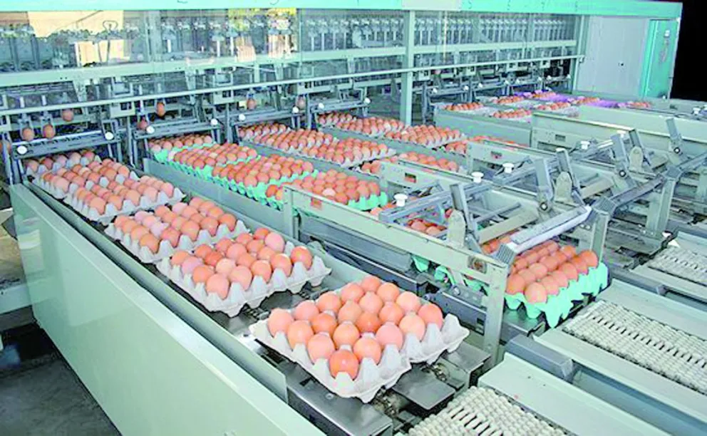 Cerró antiguo polo productivo avícola con 50 años de historia