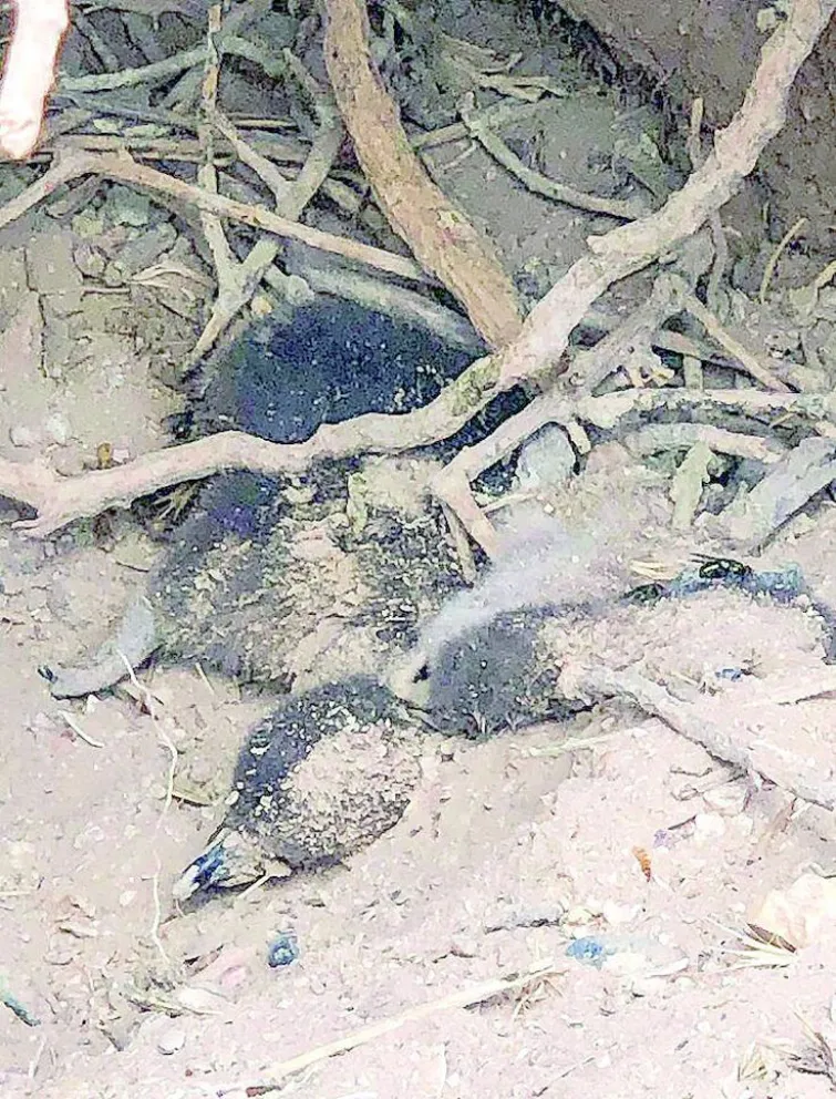 Hoy comienza el histórico juicio por la matanza de pingüinos en Punta Tombo