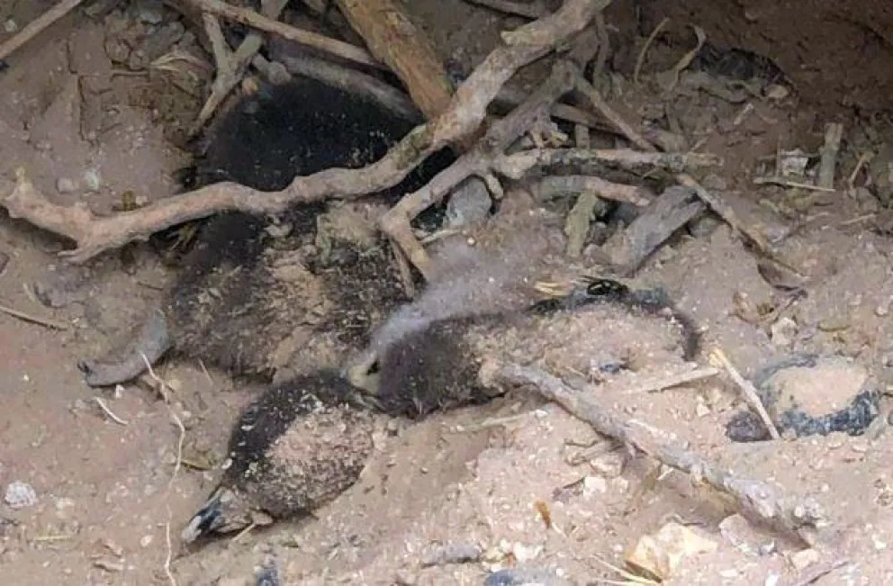Juicio por la Masacre de Punta Tombo: un científico del CONICET aseguró que los pingüinos murieron enterrados
